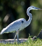 Hatteras Island offers bird watchers a truly incredible opportunity which is unique by our various seasons.