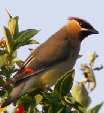 Spring bird watching for me usually consists of seeing the many various species that summer in the North coming migrating through the area.