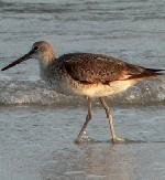 Hatteras Island offers bird watchers a truly incredible opportunity which is unique by our various seasons.